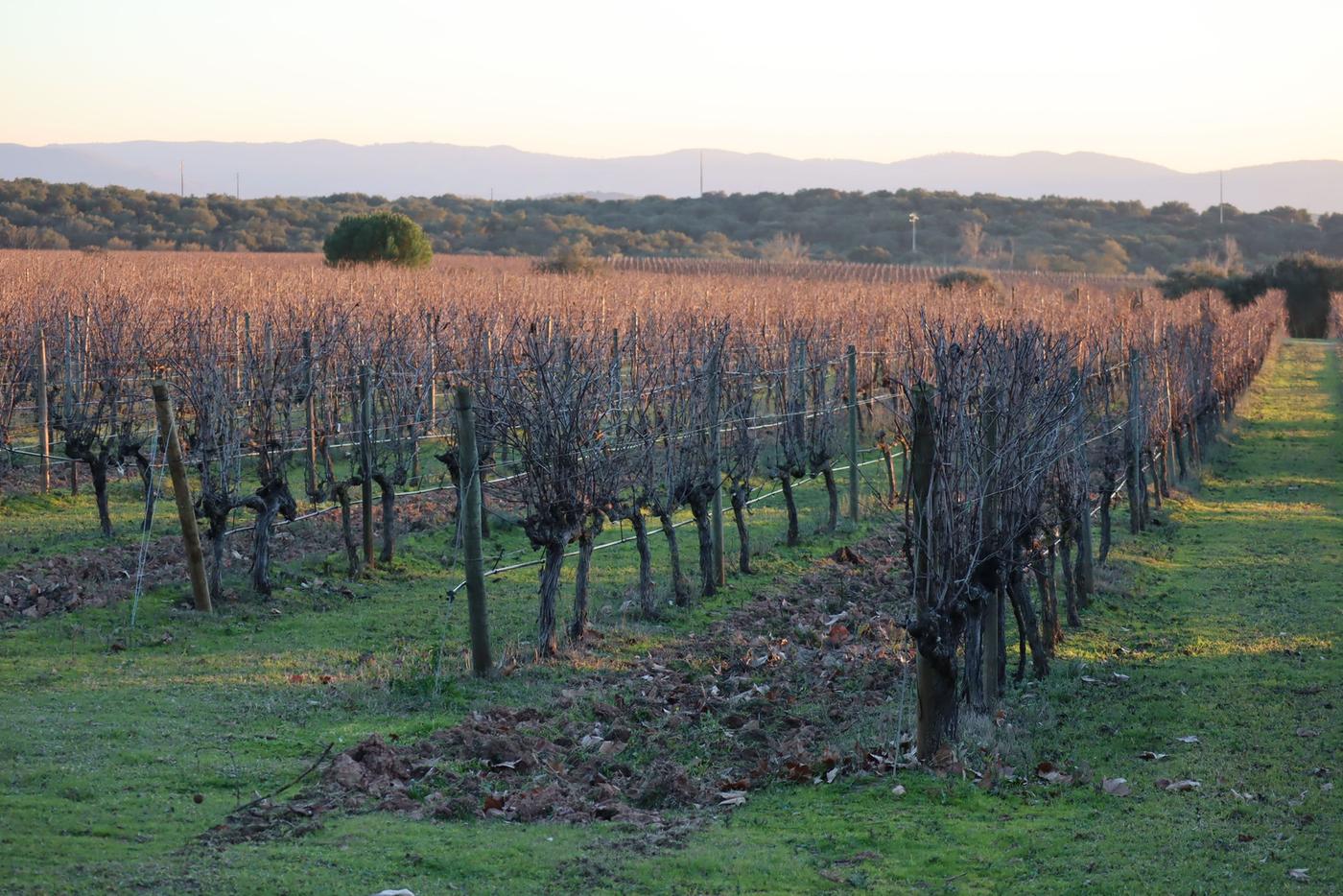 Sunlit vineyard rows in northern Portugal, vines trained high on wires